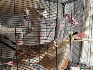 Rat rodents 4 female dumbo rats + entire setup - Advert 1