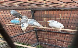 Budgerigars birds for sale: Last remaining Budgies for sale - Image 1