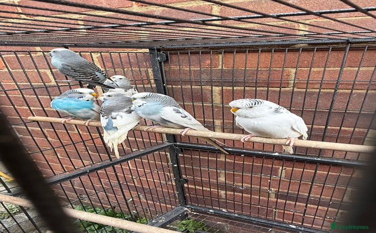 Budgerigars birds - Advert 1