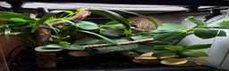 Gecko reptiles for sale: 2y/o Female Crested Gecko & Bioactive Vivarium - Advert 7