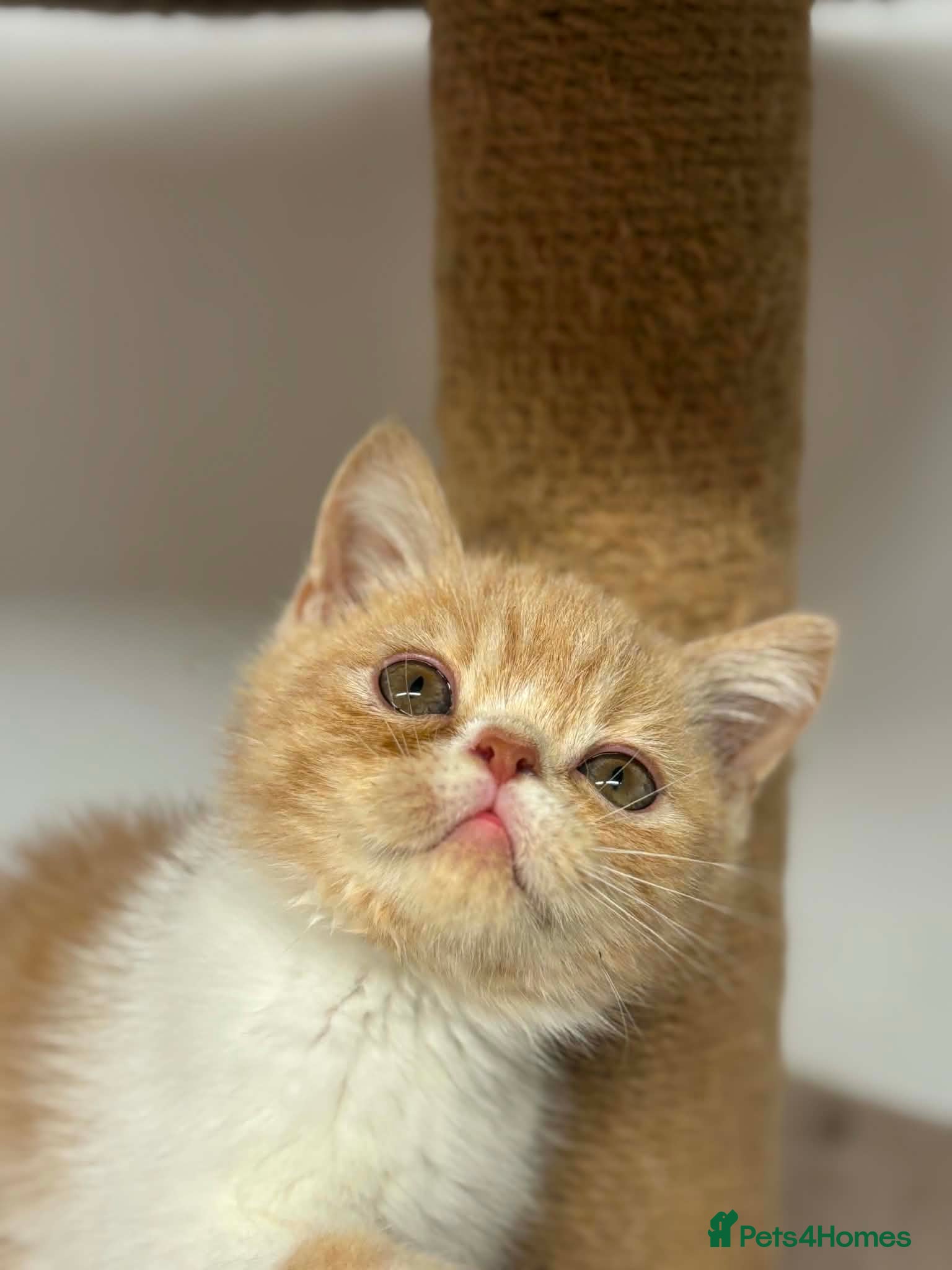 Exotic cats Stunning exotic kittens high quality m - Advert 10