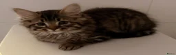 Mixed Breed cats for sale: Maine Coon x Bengal Adorable Kittens  in Camberley - Advert 6