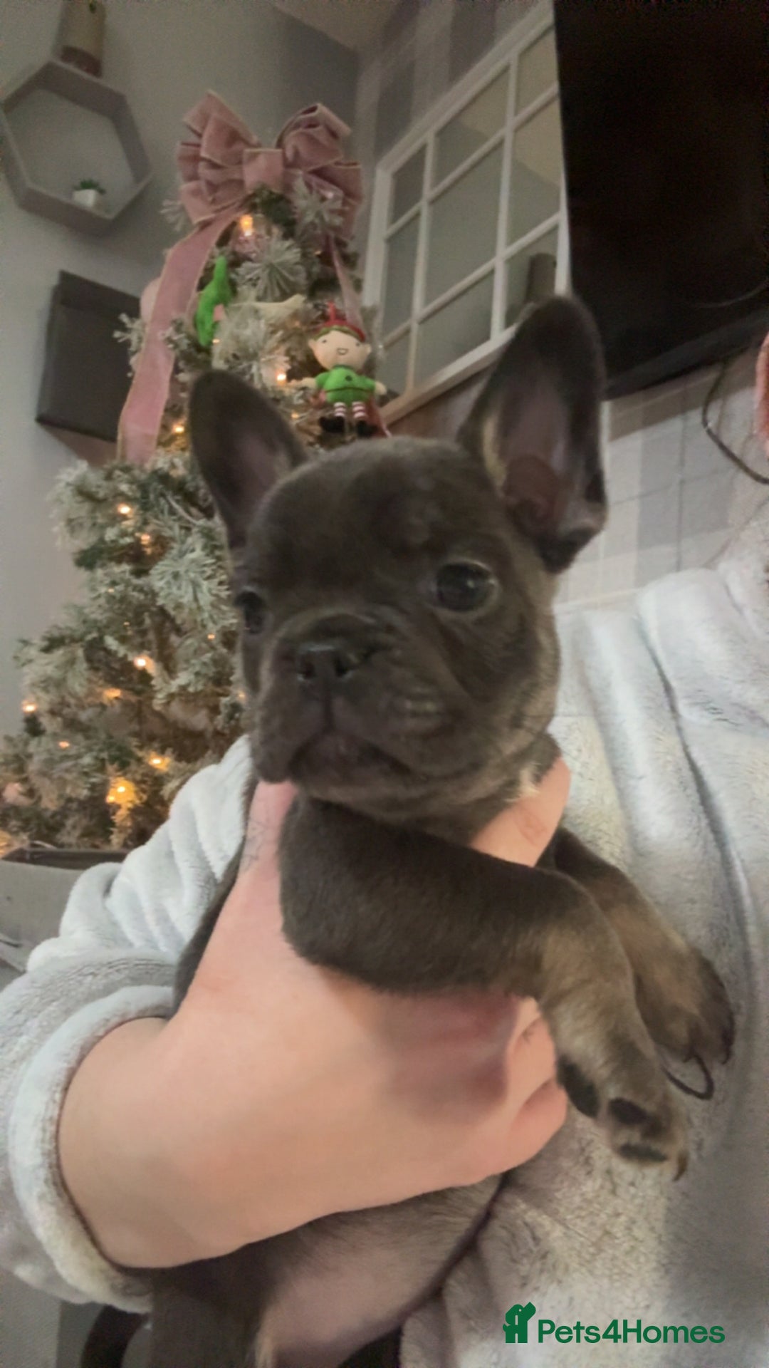 Frug dogs for sale: Frug puppys - Advert 3