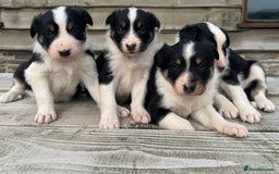 Border Collie dogs for sale: Border Collie Puppies for sale - Image 1