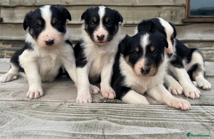 Border Collie dogs - Advert 3