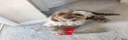 Cockapoo dogs for sale: Rare breed of cocktail Pasties, F1B Cockerpoos - Advert 3