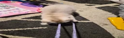 Scottish Fold cats for sale: SNOW SCOTTISH FOLD ready now - Advert 5