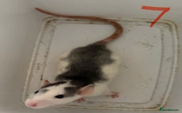Rat rodents for sale: Mixed baby rats  - Image 7