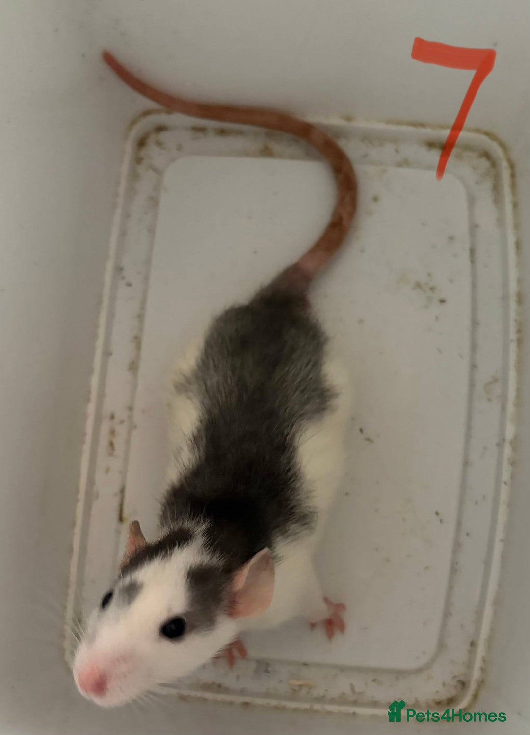 Rat rodents for sale: Mixed baby rats  - Image 7