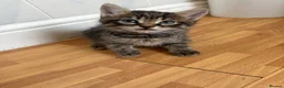 Mixed Breed cats for sale: Beautiful kittens looking for their forever homes - Advert 6