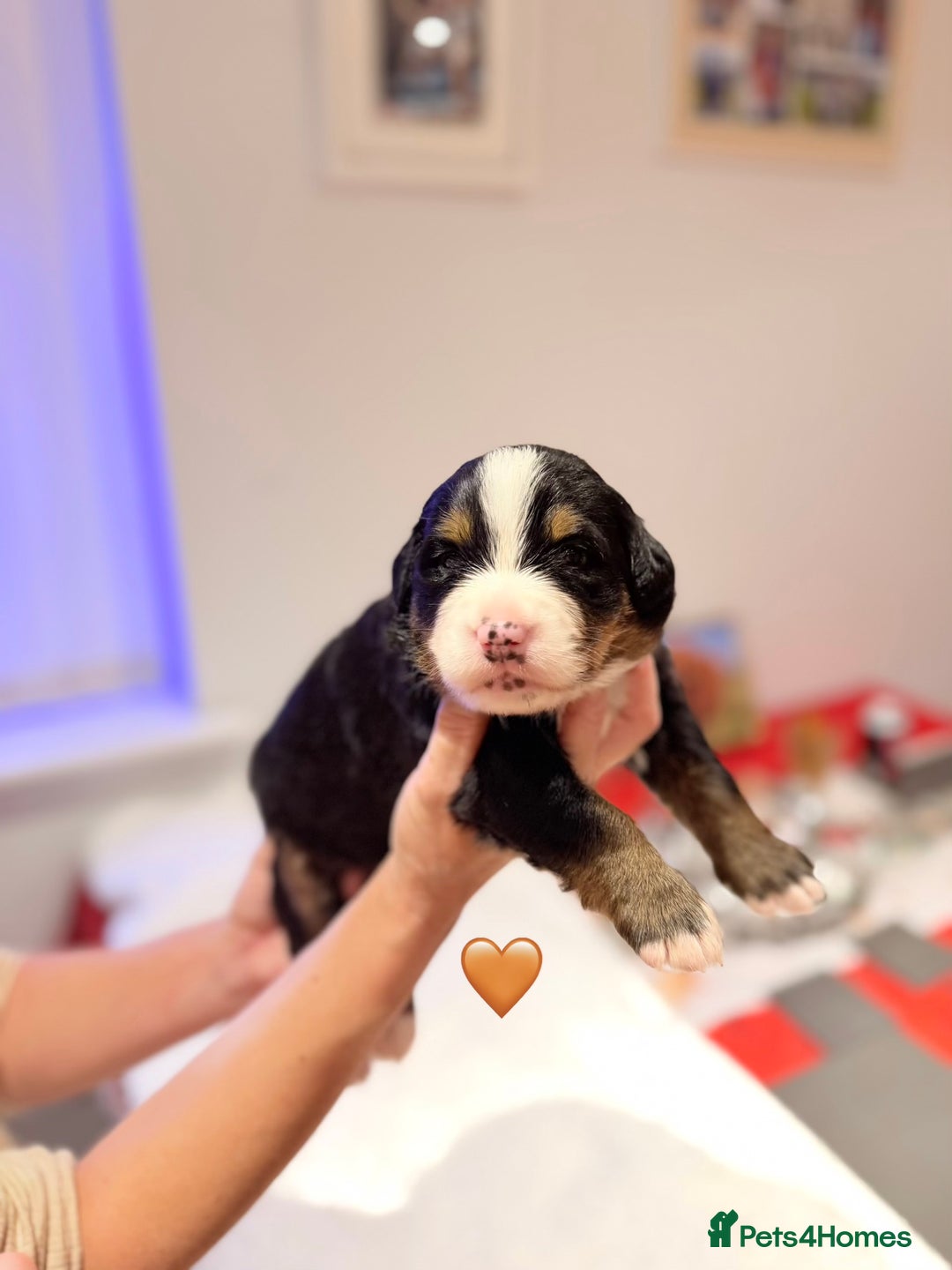 Bernese Mountain Dog dogs for sale: Stunning Pedigree Bernese Mountain Puppies - Advert 23