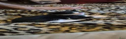 Mixed Breed cats for sale: 2 beautiful boy kittens - Advert 6