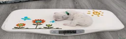 Dalmatian dogs for sale: KC Show Quality Rare LUA Dalmatian Puppies - Advert 13