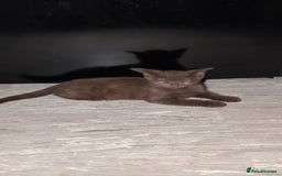 Mixed Breed cats for sale: 2 male kittens  - Image 6