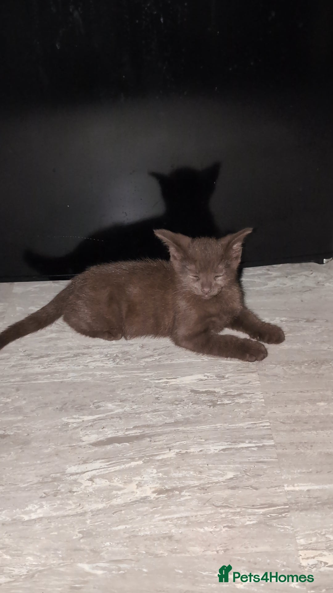Mixed Breed cats for sale: 2 male kittens  - Image 6