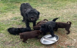 Labradoodle dogs for sale: miniature labradoodle puppies - Image 16