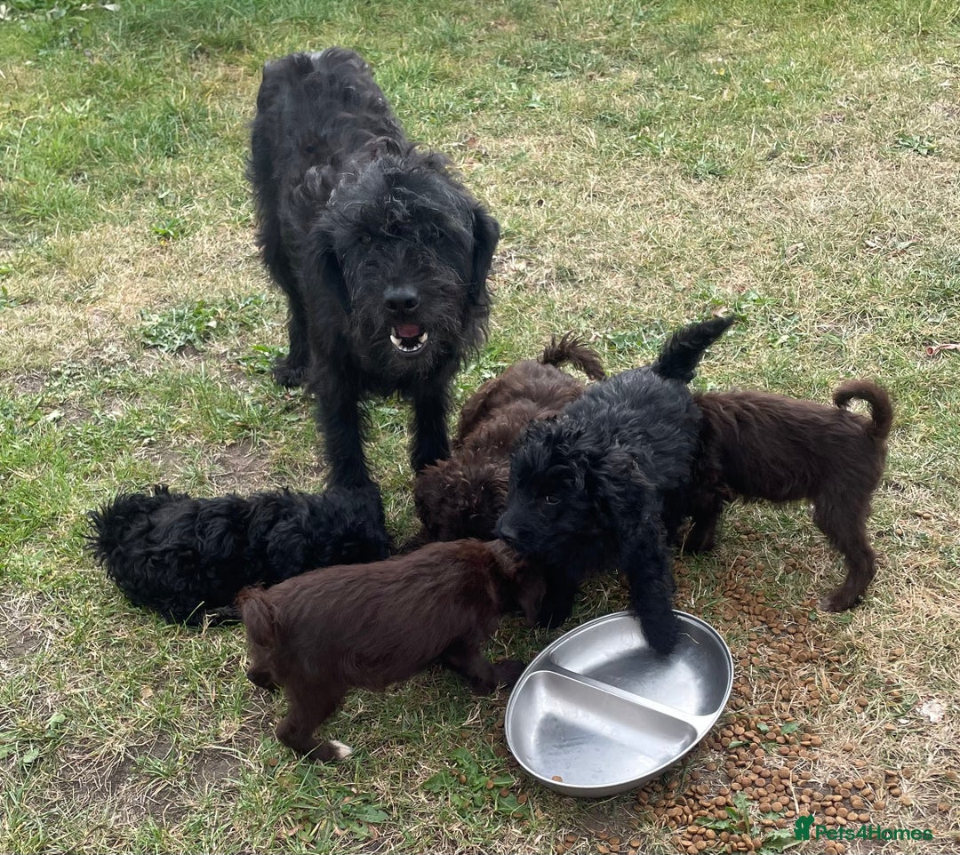 Labradoodle dogs for sale: miniature labradoodle puppies - Image 16