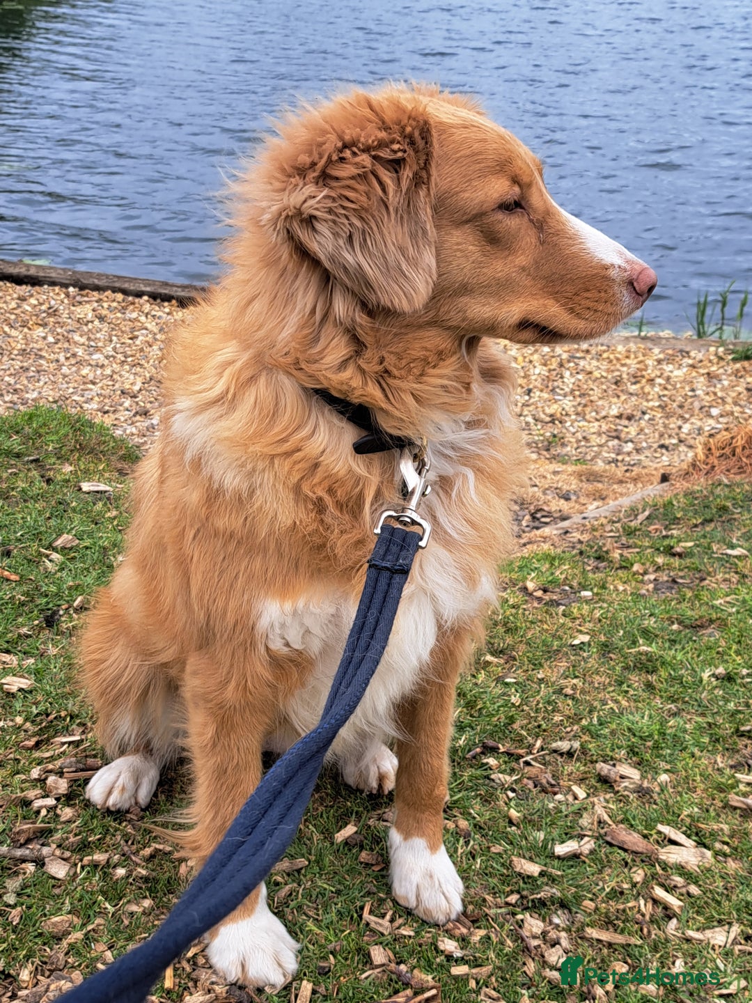 Nova Scotia Duck Tolling Retriever dogs for sale: Beautiful 3 year old female Toller.  - Image 4