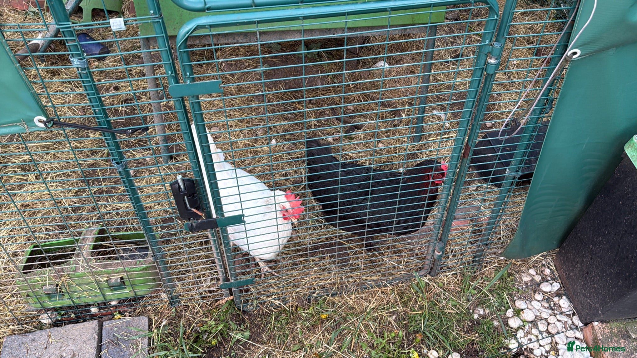 Chickens poultry 2 Maran Chickens (must leave as a pair) - Advert 1