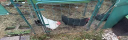 Chickens poultry for sale: 2 Maran Chickens (must leave as a pair) in Nottingham - Advert 1