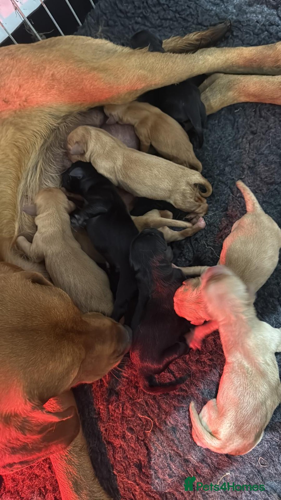 Labrador Retriever dogs for sale: Last girl lab looking for a forever home - Advert 1