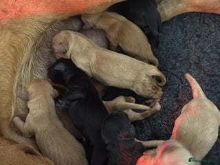 Labrador Retriever dogs Last girl lab looking for a forever home - Advert 1