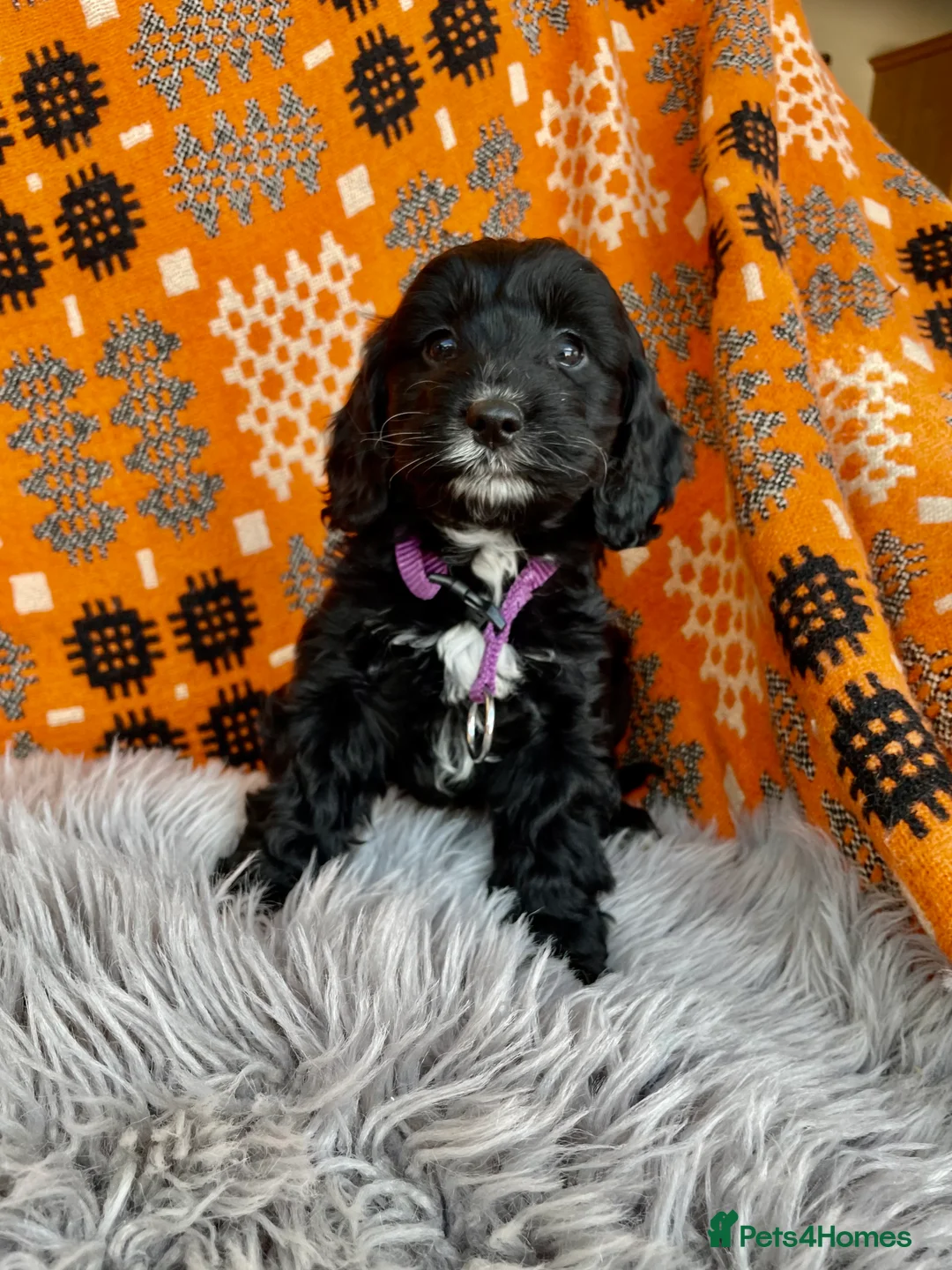 Cockapoo dogs for sale: F1 Cockapoo  - Advert 7