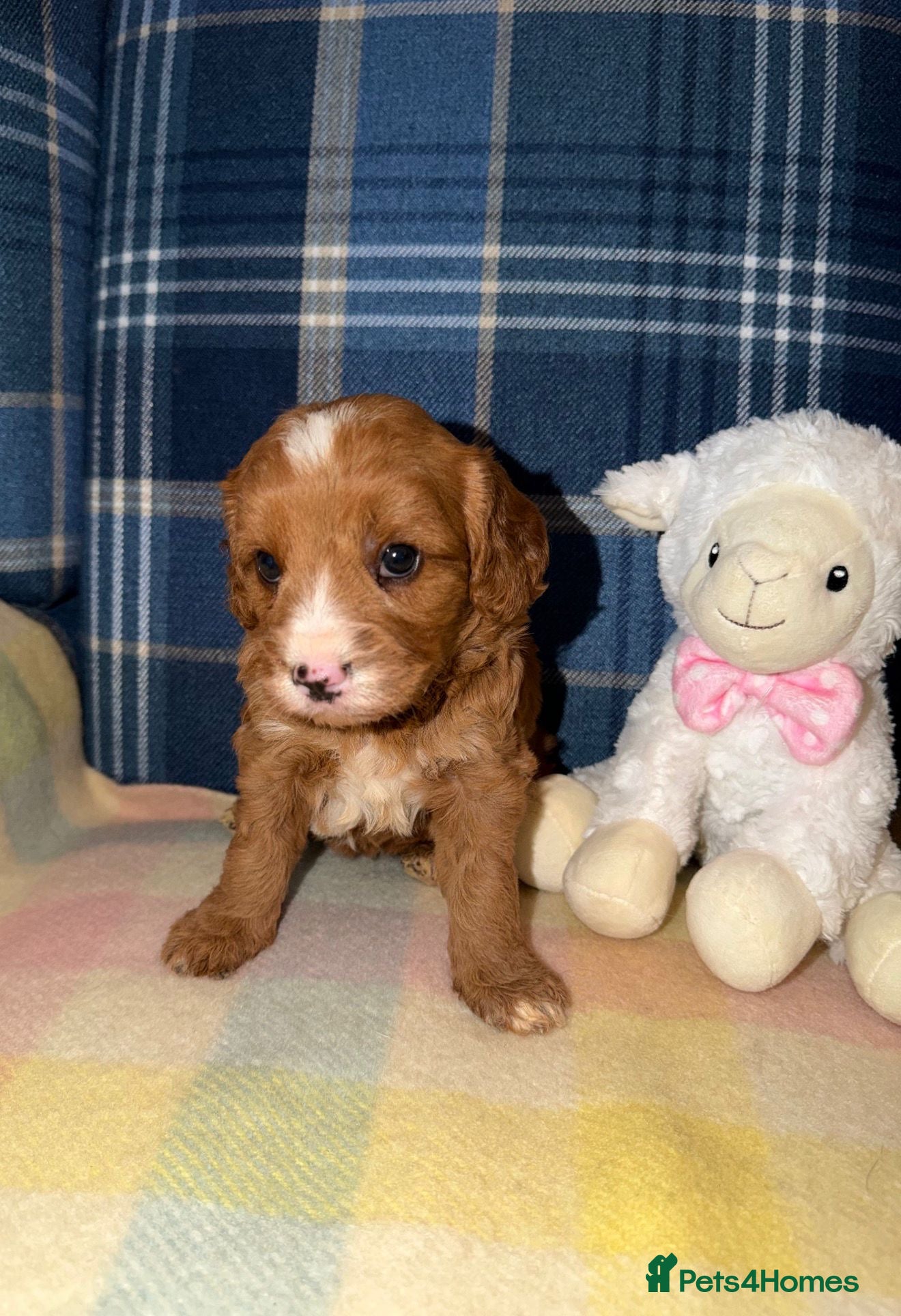 Cavapoo dogs for sale: Stunning Red Cavapoo Puppies - Advert 10