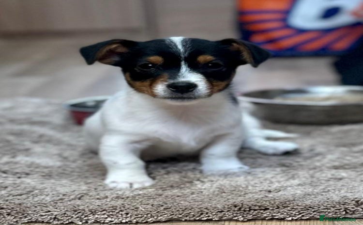 Jack Russell dogs - Advert 1
