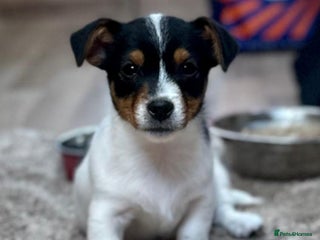 Jack Russell dogs - Advert 25