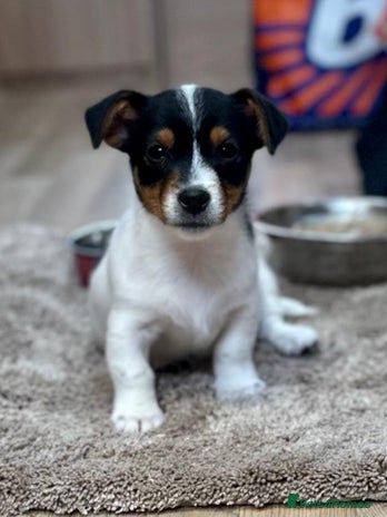Jack Russell dogs - Advert 1