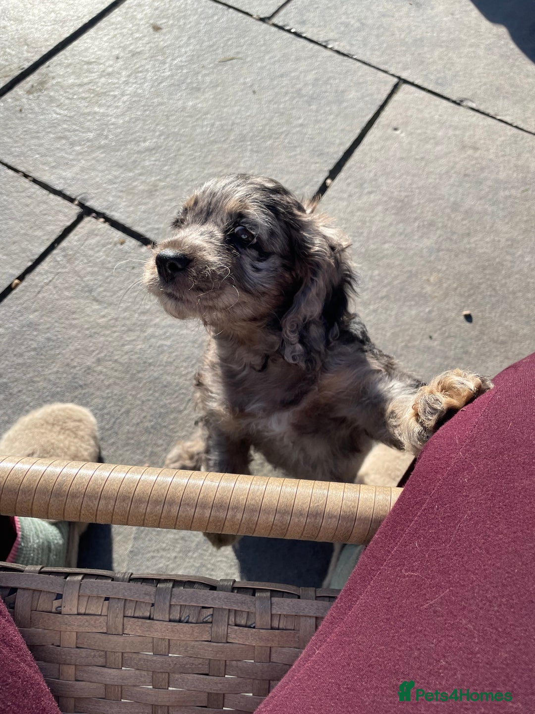 Cockapoo dogs for sale: Marble /tan cockerpoo - Image 13
