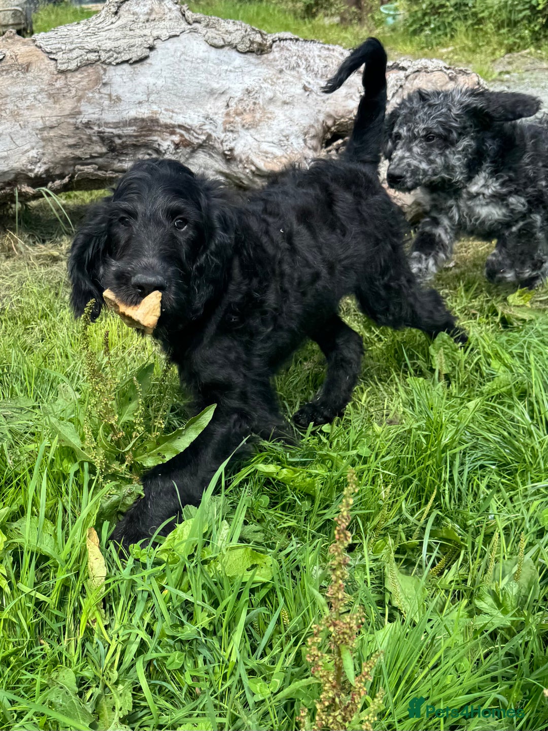 Goldendoodle dogs for sale:  F1b golden doodle puppies ready to go.  in Llandeilo - Image 14