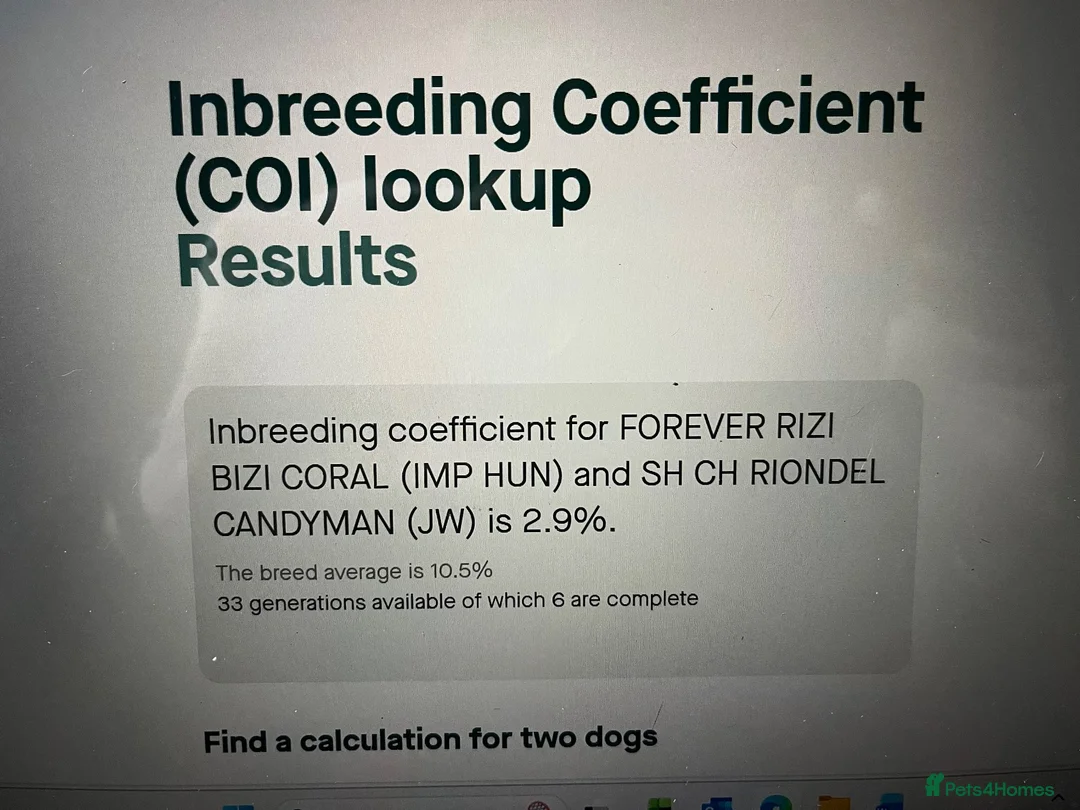Cocker Spaniel dogs for sale: 6 month KC Show Lines Blue Roan  - Advert 7