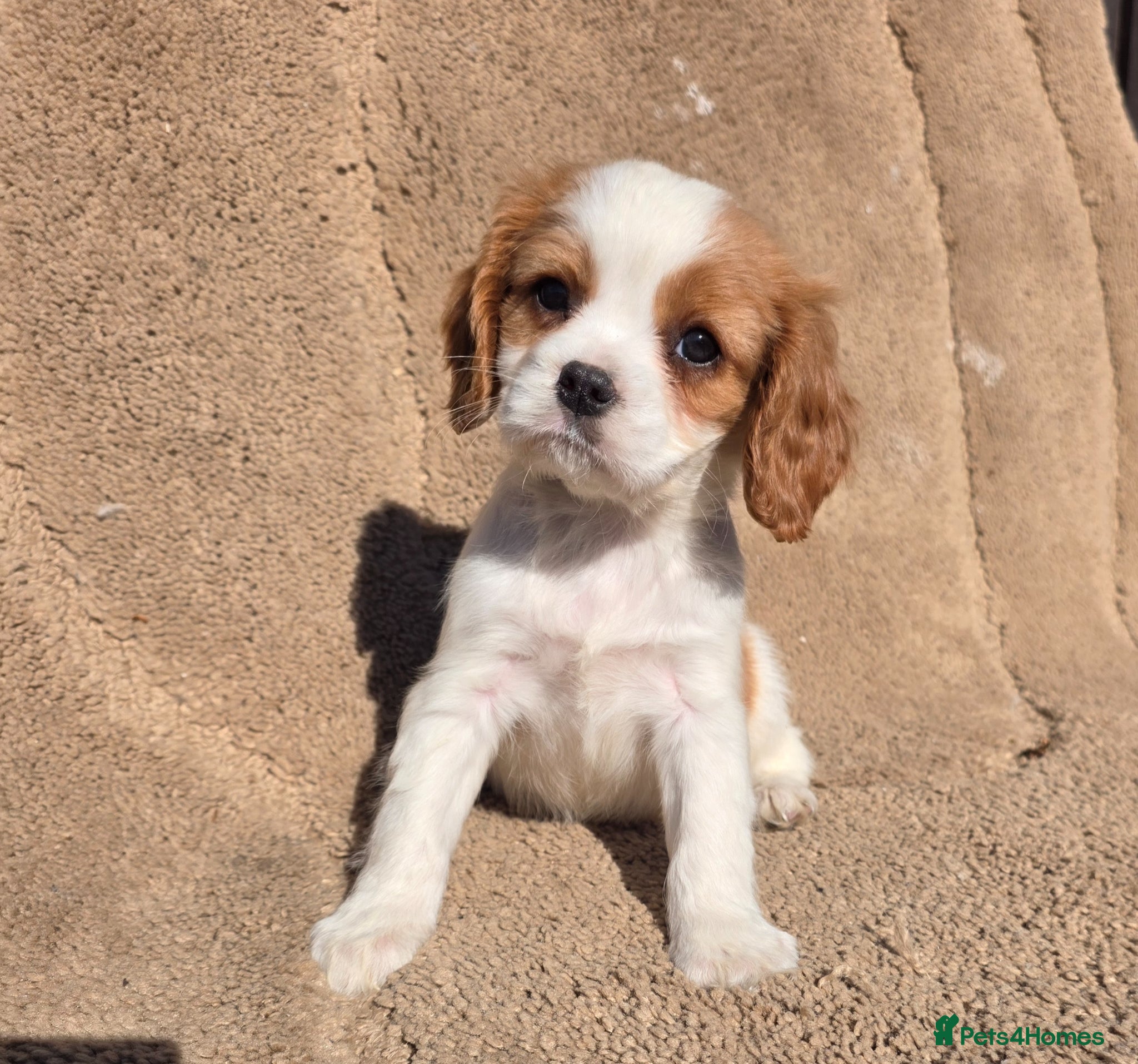 Cavapoo dogs Beautiful f1b cavapoo puppies  - Advert 1