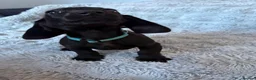 Mixed Breed dogs for sale: Miniature dachshund cross lab (dashadors)  - Advert 25