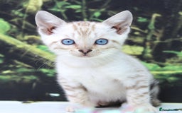 Bengal cats for sale: CUTE SNOW LYNX BENGAL KITTENS (TICA REG) - Image 13