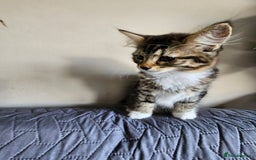 Mixed Breed cats for sale: Three kittens are looking a new home - Image 5