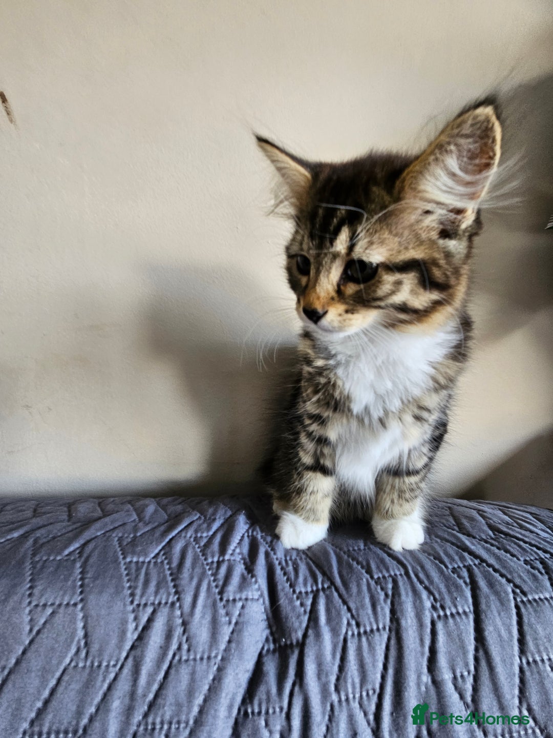 Mixed Breed cats for sale: Three kittens are looking a new home - Image 5