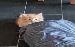 Mixed Breed cats for sale: 1 beautiful male kitten last of the litter  - Image 6