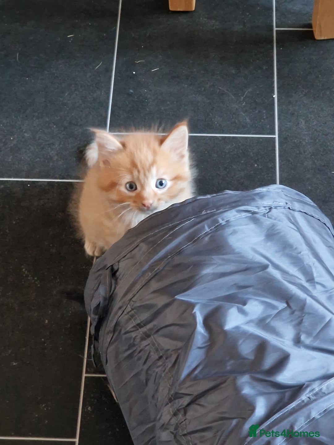 Mixed Breed cats for sale: 1 beautiful male kitten last of the litter  - Image 6