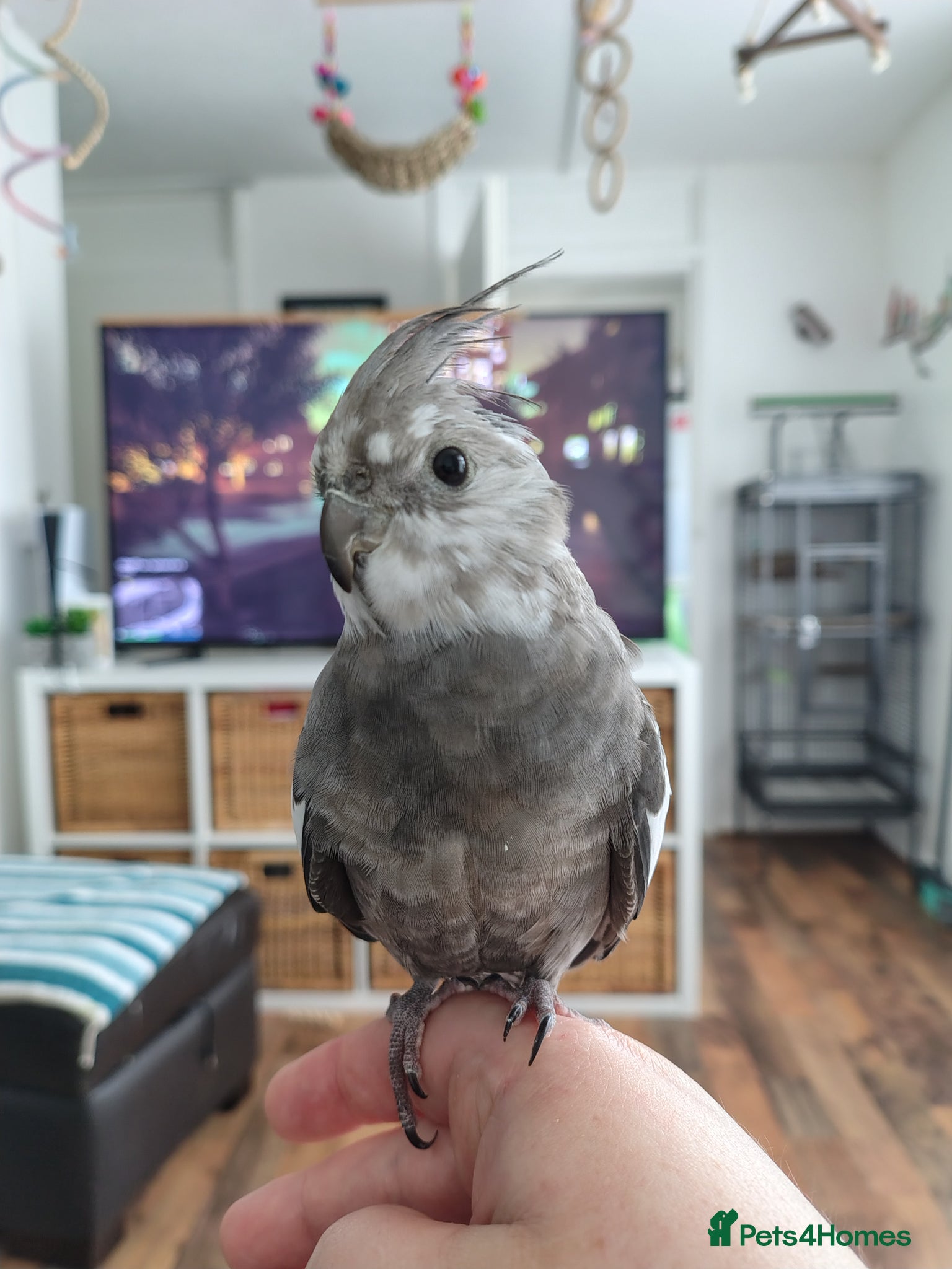 Cockatiels birds for sale: Male cockatiel  - Advert 1