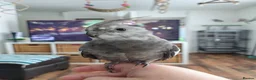 Cockatiels birds for sale: Male cockatiel  - Advert 1