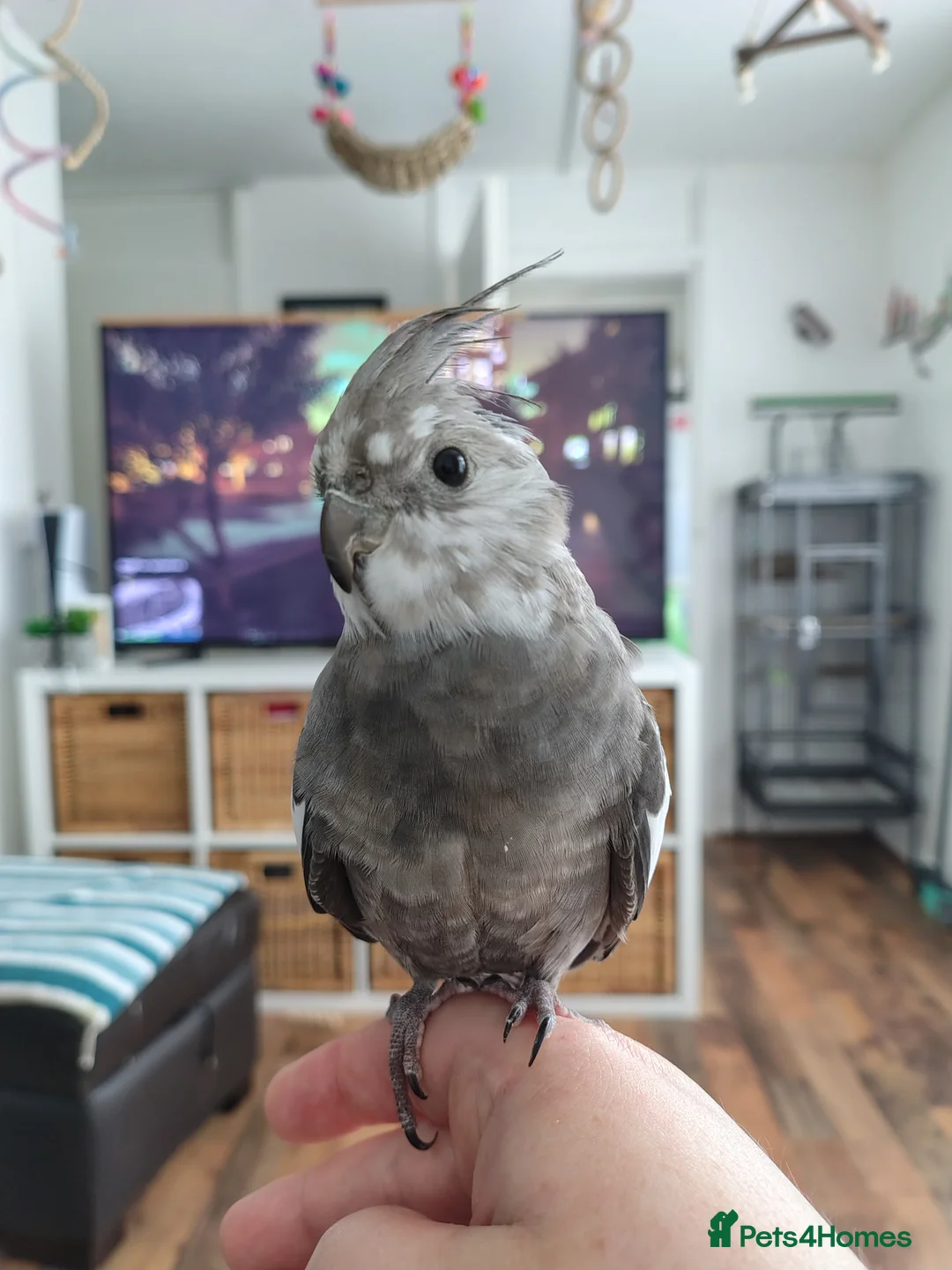 Cockatiels birds for sale: Male cockatiel  - Advert 1