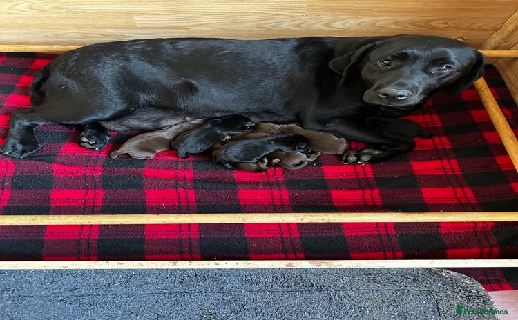 Labrador Retriever dogs - Advert 2