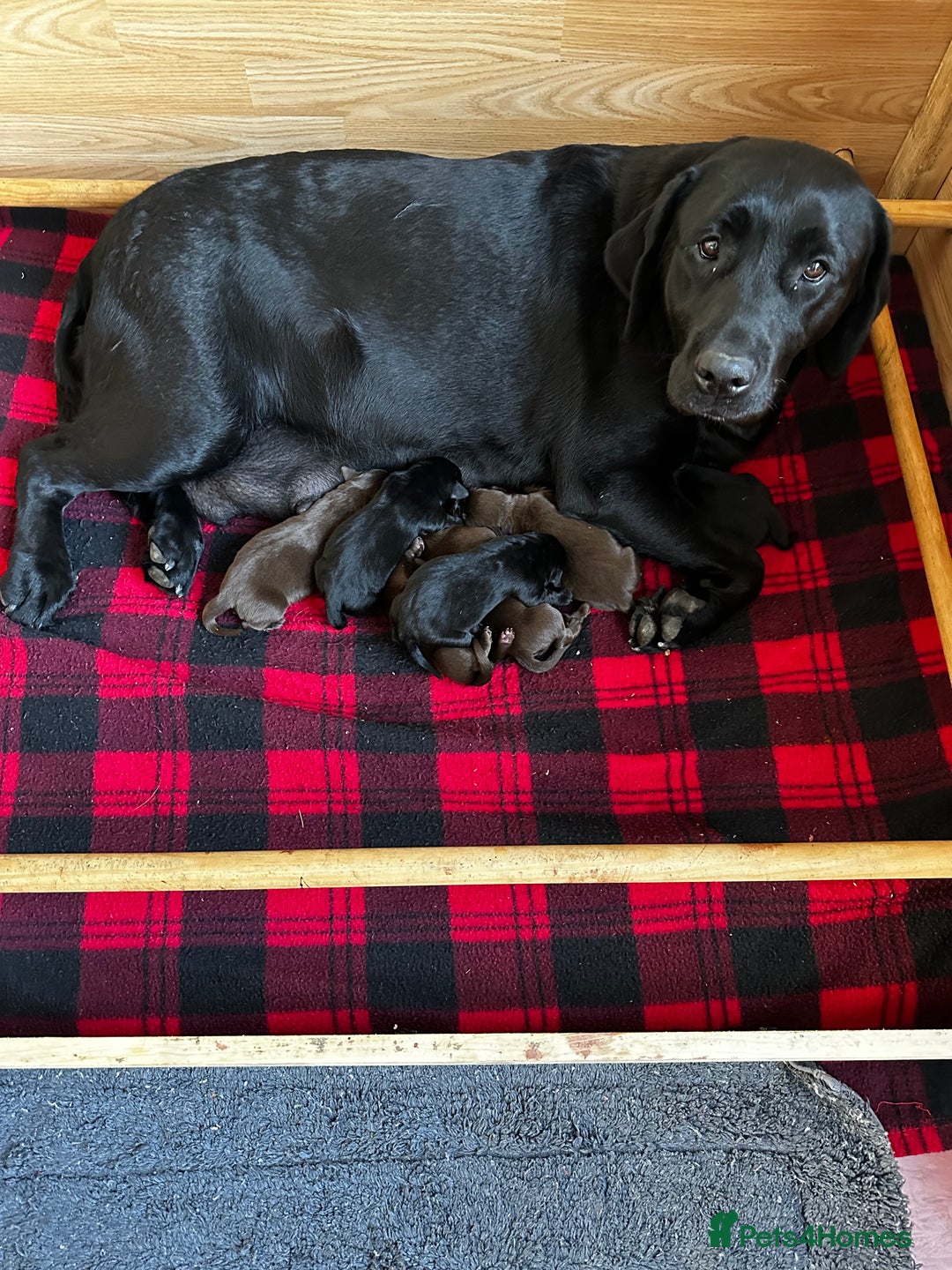 Labrador Retriever dogs for sale: Stunning Labrador Puppies K.C. Reg - Image 1