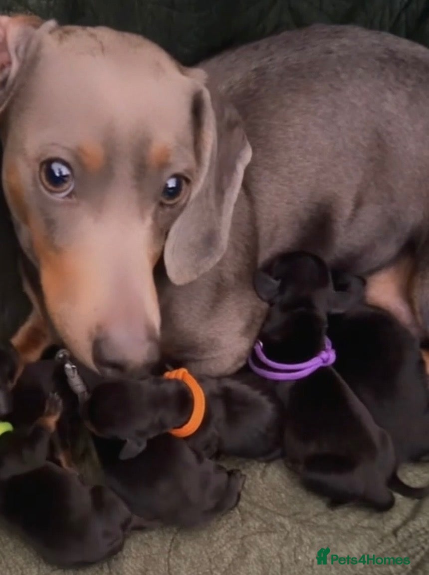 Dachshund dogs 🐾 STUNNING DACHSHUND PUPPIES 🏡💕  - Advert 1