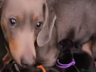 Dachshund dogs 🐾 STUNNING DACHSHUND PUPPIES 🏡💕 - Advert 1