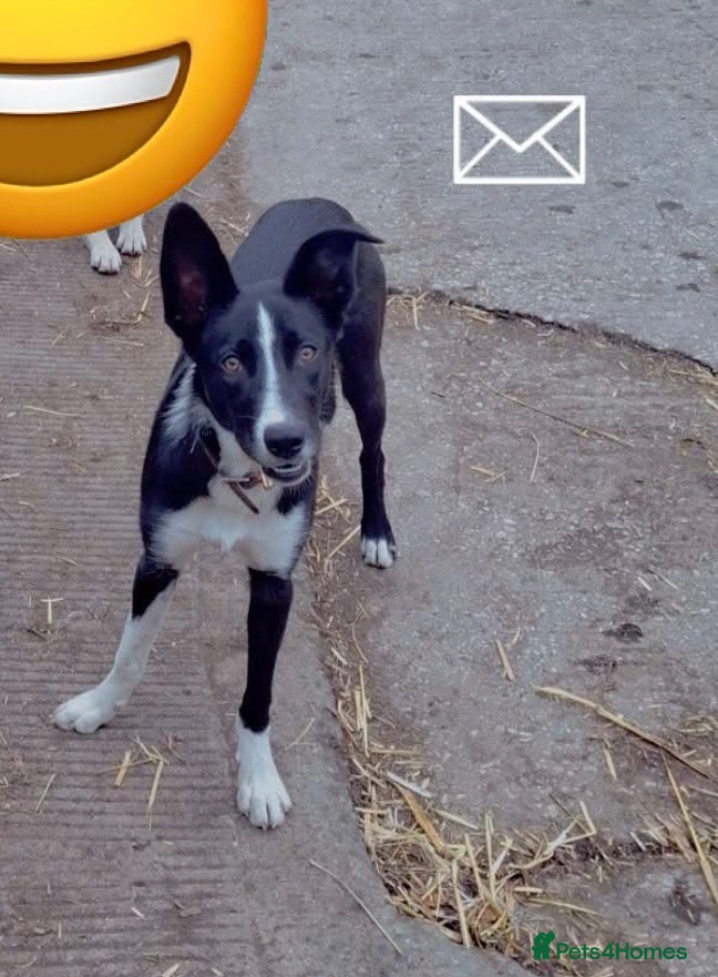 Smooth Collie dogs Delyth  - Advert 2