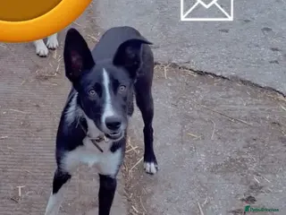Smooth Collie dogs Delyth - Advert 18